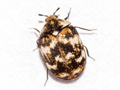 Anthrenus verbasci
